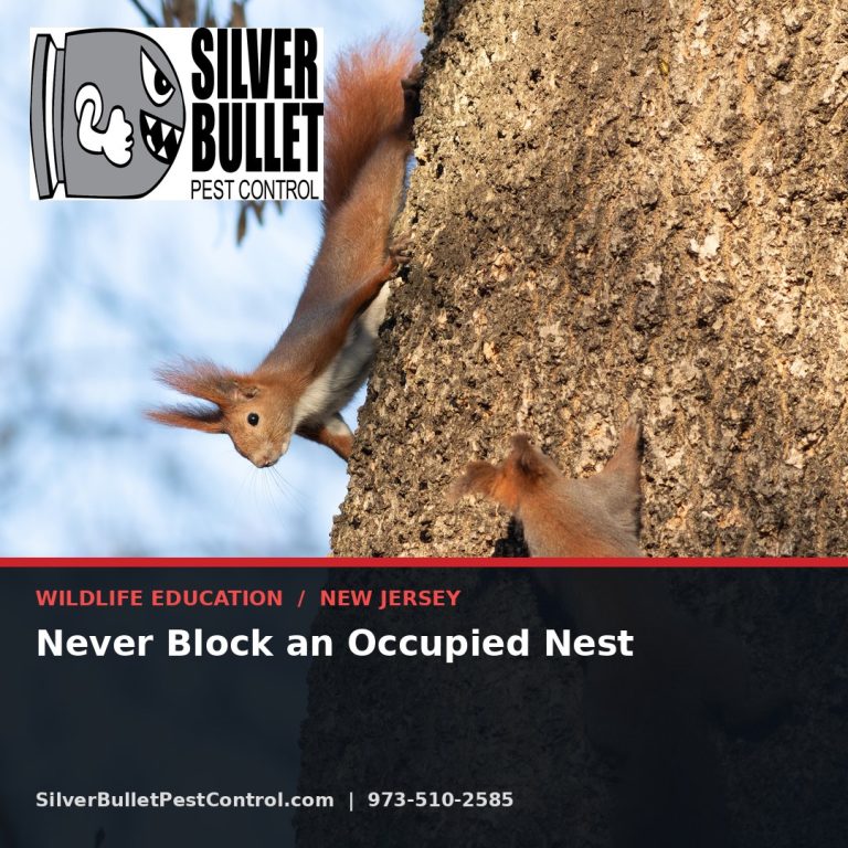 Never block an occupied nest — New Jersey | Silver Bullet Pest Control