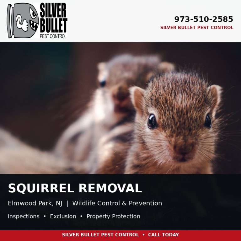 Squirrel removal in Elmwood Park, NJ | Silver Bullet Pest Control
