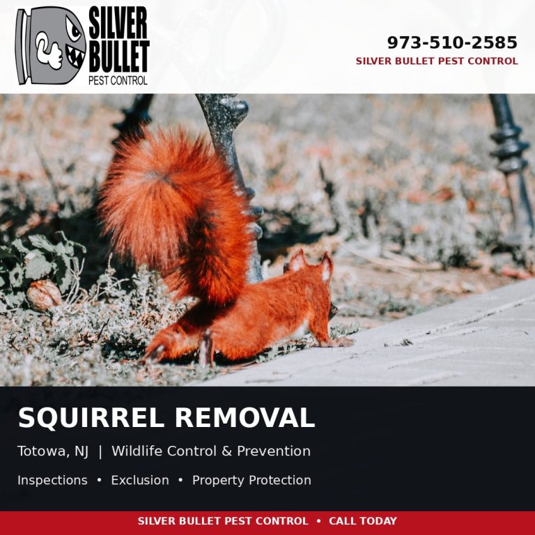 Squirrel removal in Totowa, NJ | Silver Bullet Pest Control