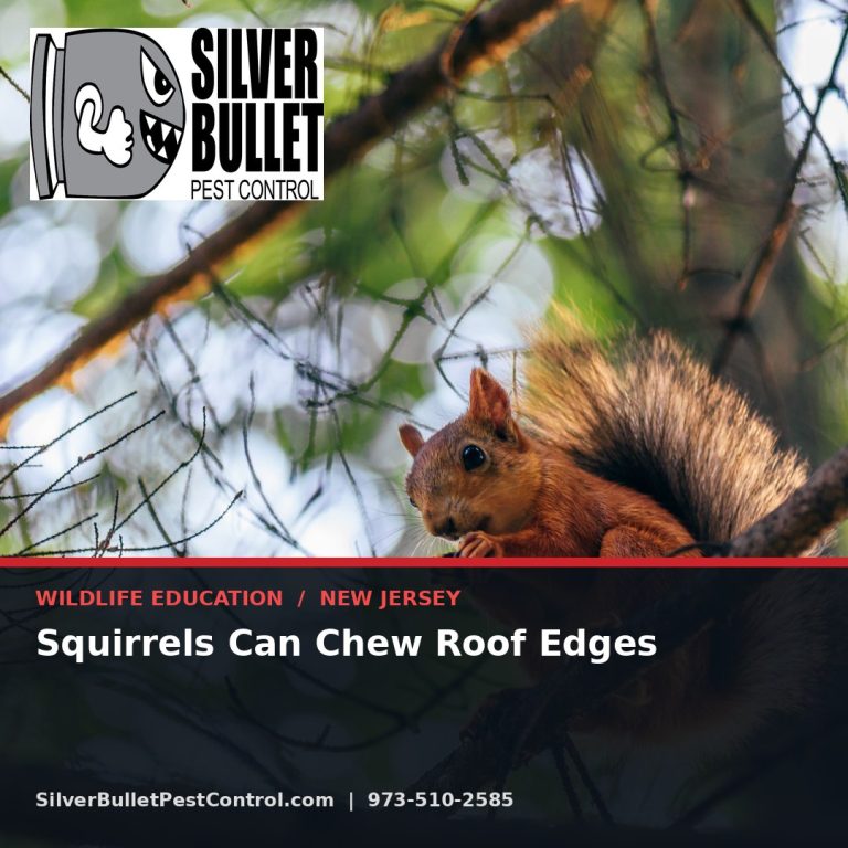 Squirrels can chew roof edges — New Jersey | Silver Bullet Pest Control
