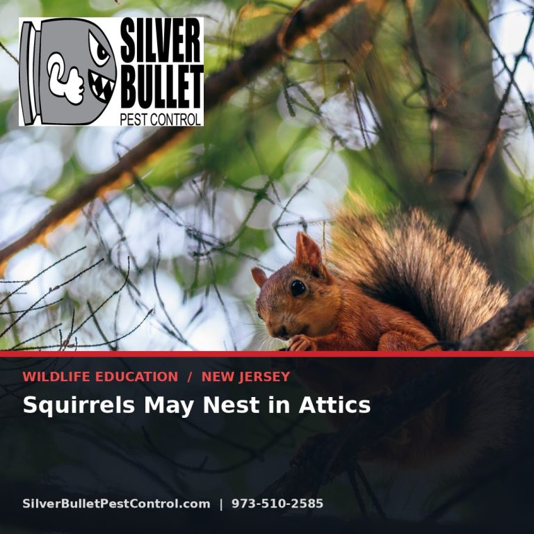 Squirrels may nest in attics — New Jersey | Silver Bullet Pest Control