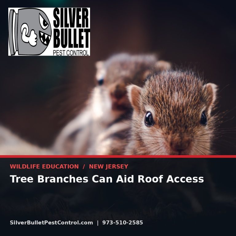 Tree branches can aid roof access — New Jersey | Silver Bullet Pest Control