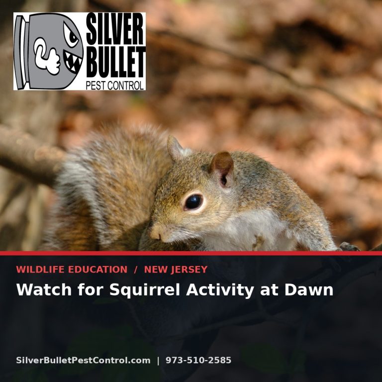Watch for squirrel activity at dawn — New Jersey | Silver Bullet Pest Control